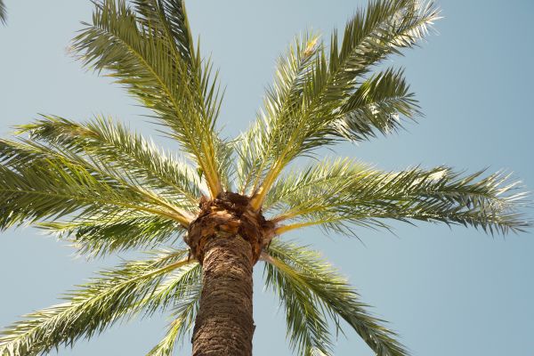 Palm Tree Pruning in Saint Peters