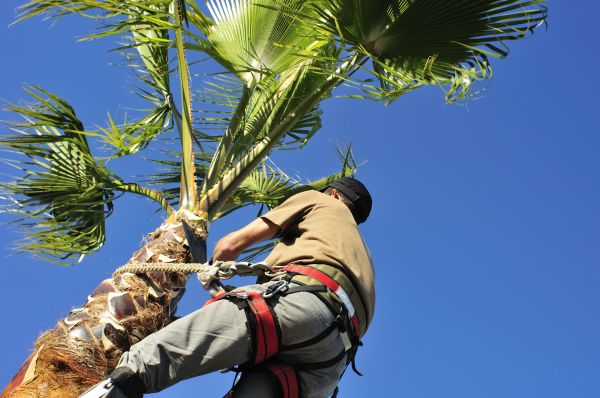 Palm Tree Trimming in Saint Peters