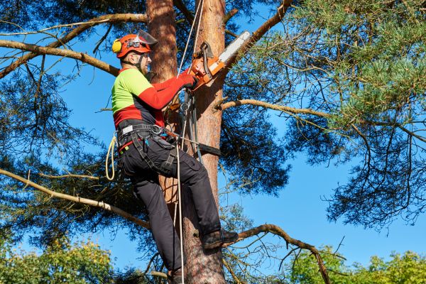 Tree Service in Saint Peters