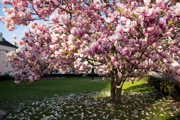 Ornamental Tree Pruning in Saint Peters