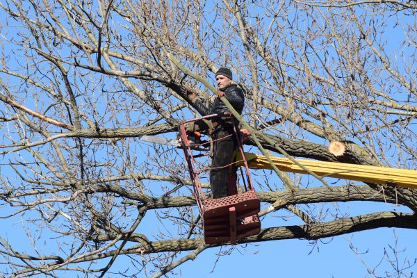 Emergency Tree Trimming in Saint Peters