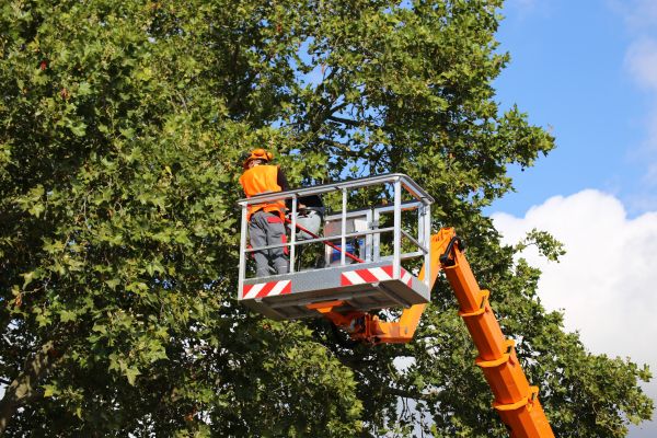 Commercial Tree Service in Saint Peters