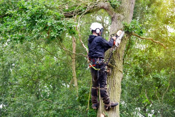Tree Arborist Services