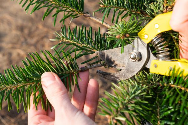 Pine Tree Pruning in Saint Peters