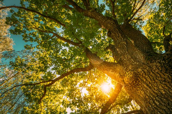 Oak Tree Pruning in Saint Peters