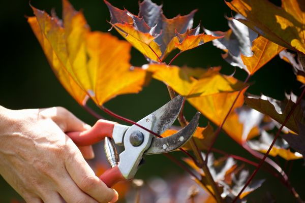Maple Tree Pruning in Saint Peters