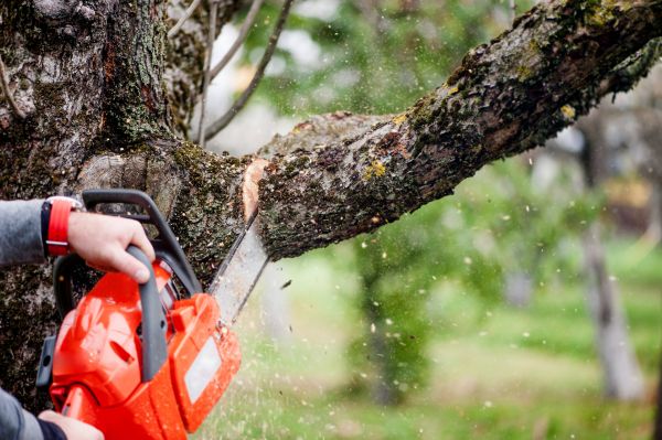 Tree Limbs Removal in Saint Peters