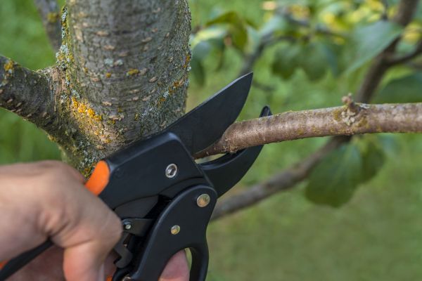 Tree Limb Cutting in Saint Peters