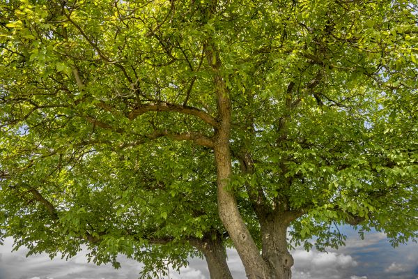 Walnut Tree Trimming in Saint Peters