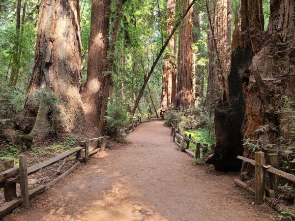 Redwood Tree Pruning in Saint Peters