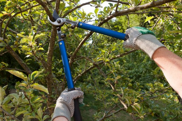 Residential Tree Pruning in Saint Peters