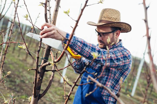 Orchard Tree Pruning in Saint Peters