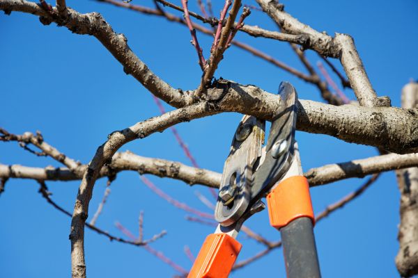 Peach Tree Trimming in Saint Peters