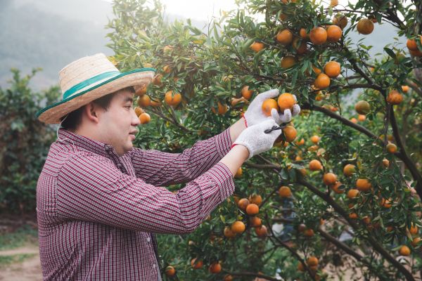 Orange Tree Pruning in Saint Peters