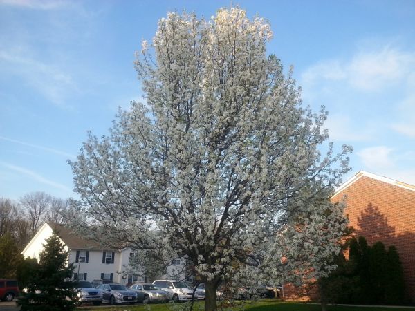 Bradford Pear Tree Pruning in Saint Peters