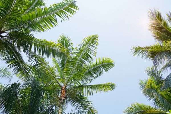 Queen Palm Tree Trimming in Saint Peters