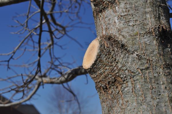 Limb Pruning in Saint Peters