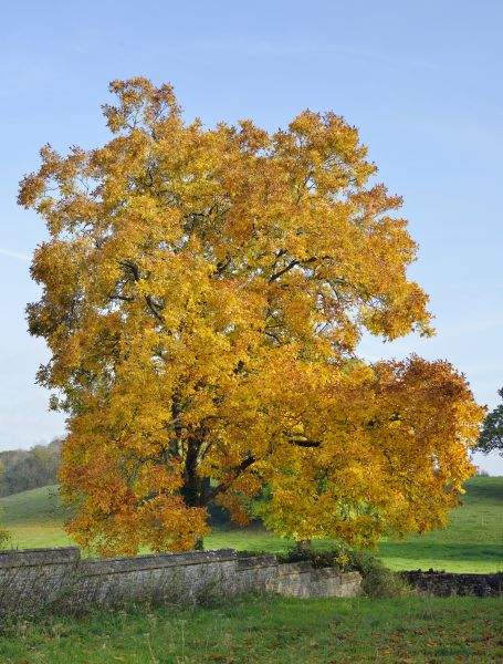 Hickory Tree Trimming in Saint Peters