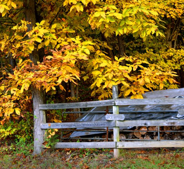 Hickory Tree Pruning Service