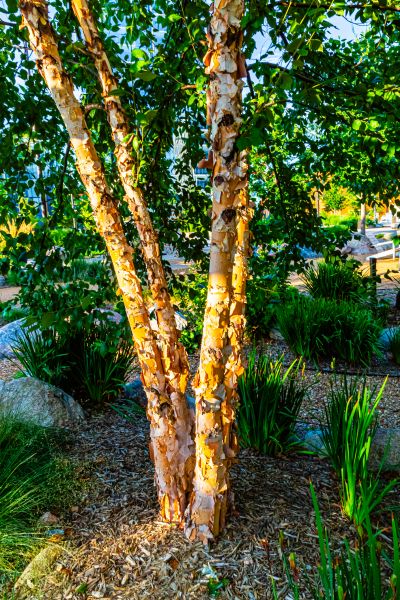 River Birch Trimming in Saint Peters