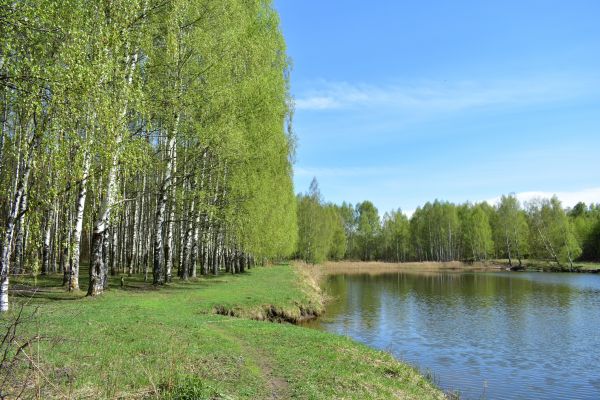 River Birch Pruning in Saint Peters