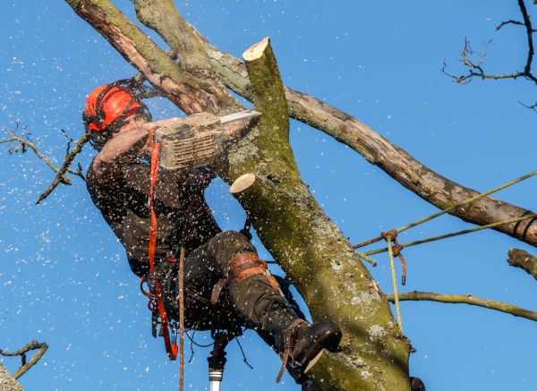 Tree Trimming Service in Saint Peters