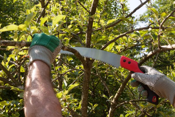 Apple Tree Trimming in Saint Peters