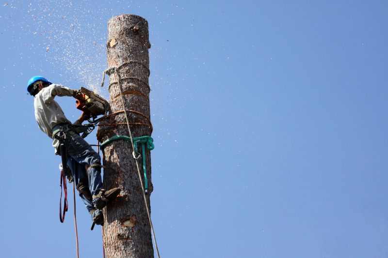Tree Removal Safety Measures