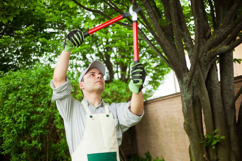 Arborist Performing Pruning