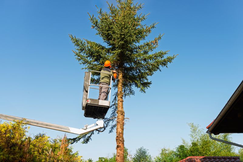 Healthy Tree Maintenance