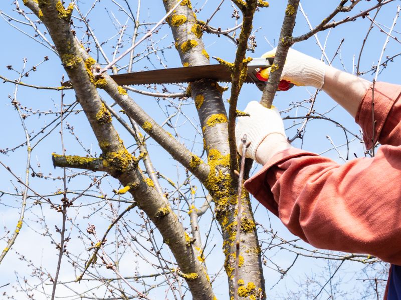 Specialized Tree Pruning